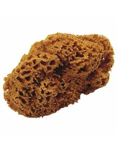 OIKOS Spugna Marina - eSAEM.it